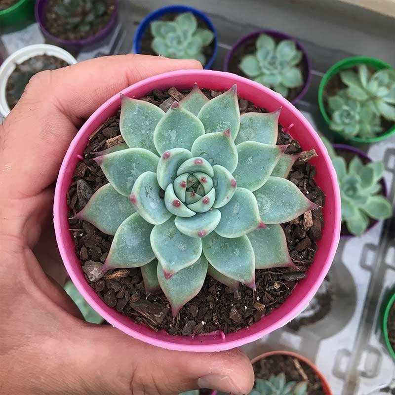 Echeveria Beatrice