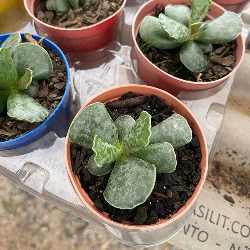 Adromischus-Cooperi