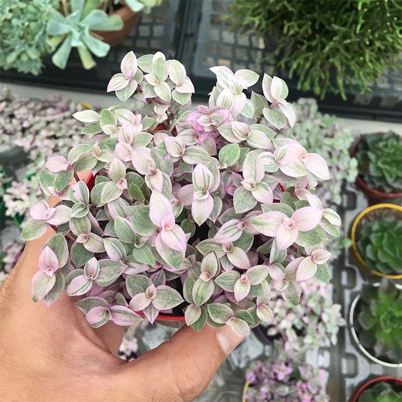 Callisia-repens-pink-lady