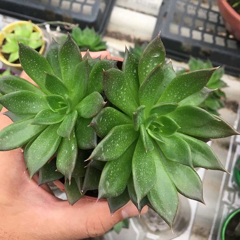 Echeveria-Black-Prince