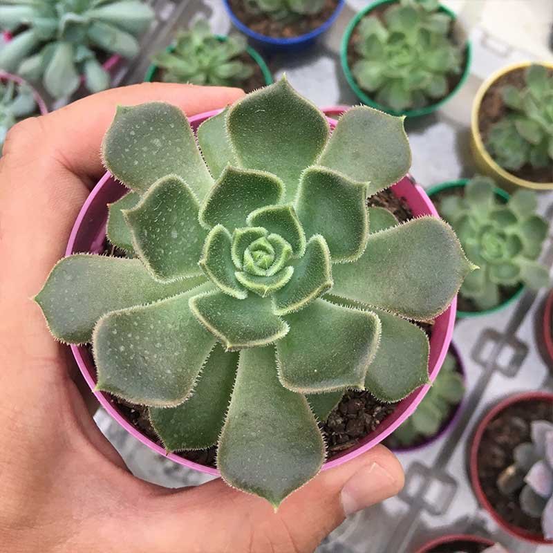 Echeveria-Brown-Rose