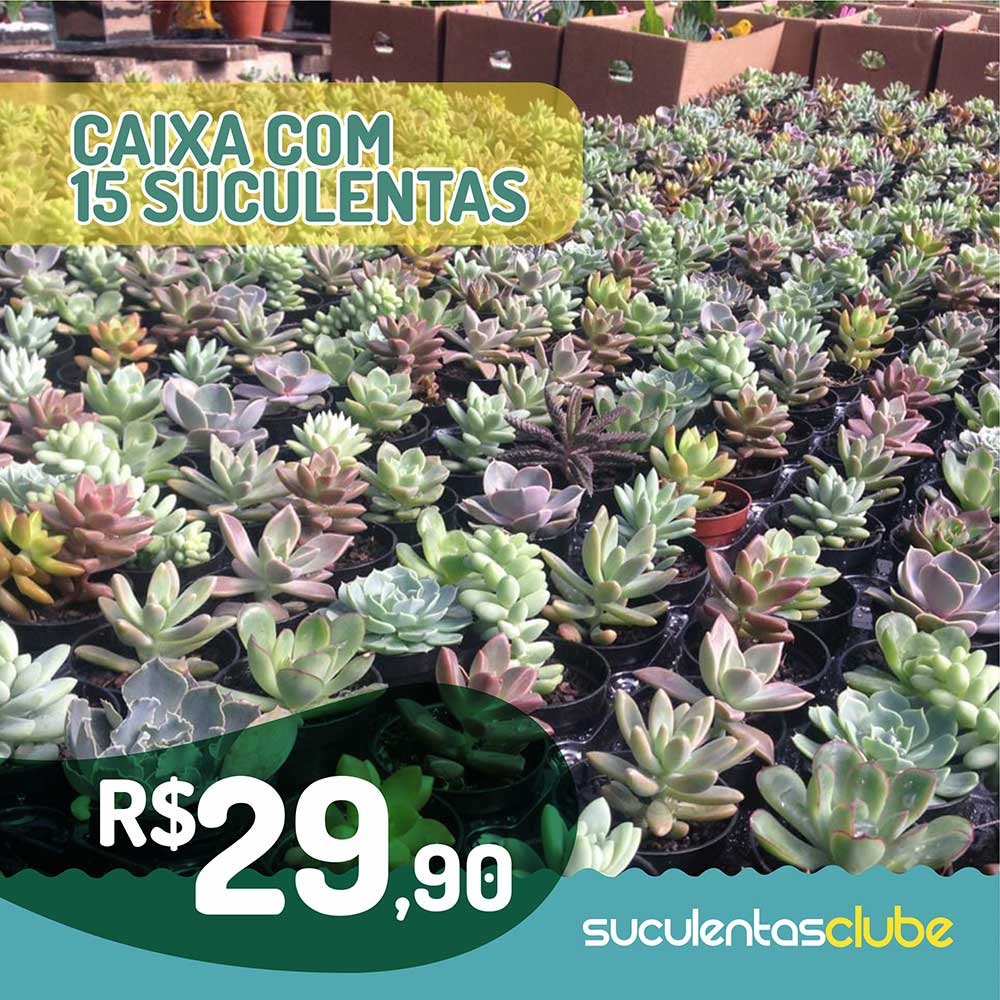 Promoção-de-Suculentas