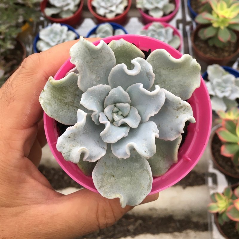 Echeveria Crispate Beauty