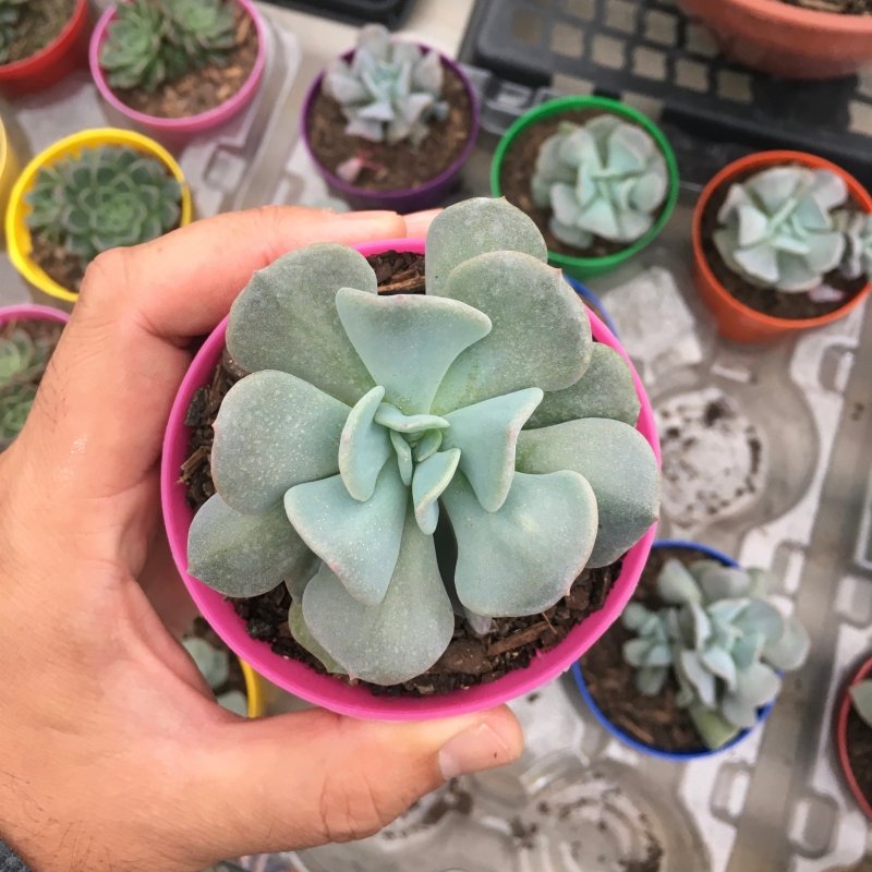 Echeveria Cubic Frost