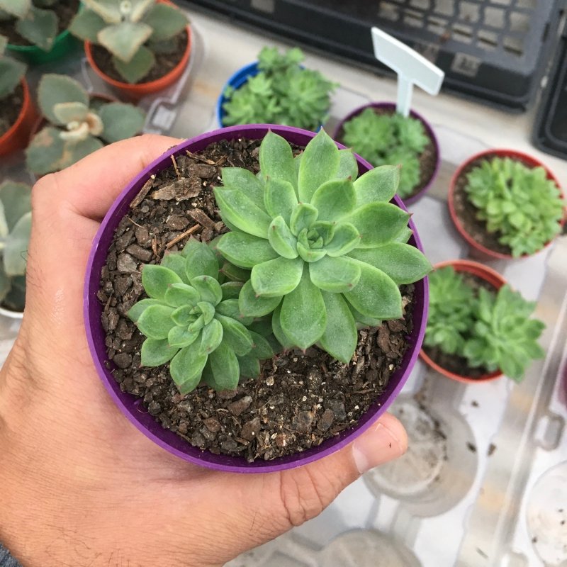 Echeveria Darley Dale