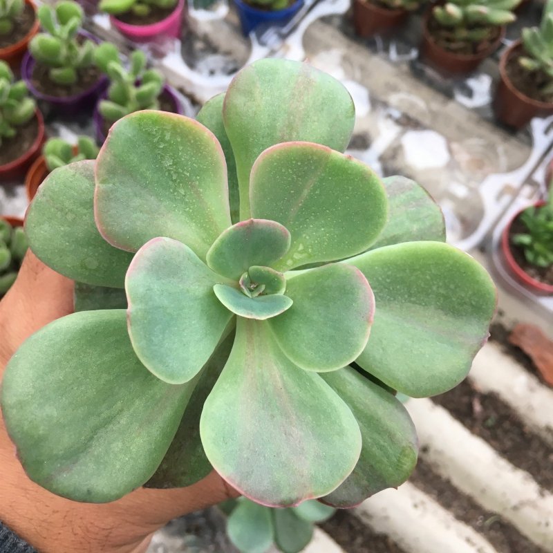 Echeveria Goiabinha