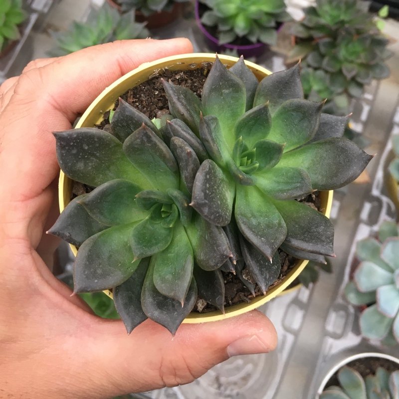 Echeveria Hot Chocolate