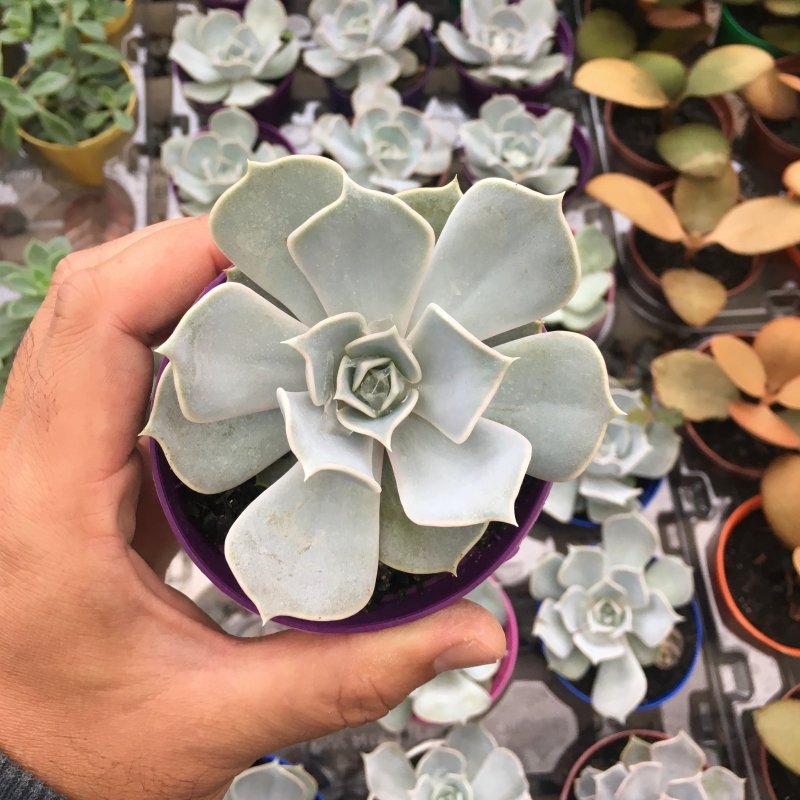 Echeveria Lilacina