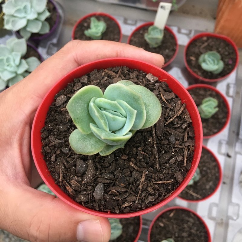 Echeveria Lovely Rose