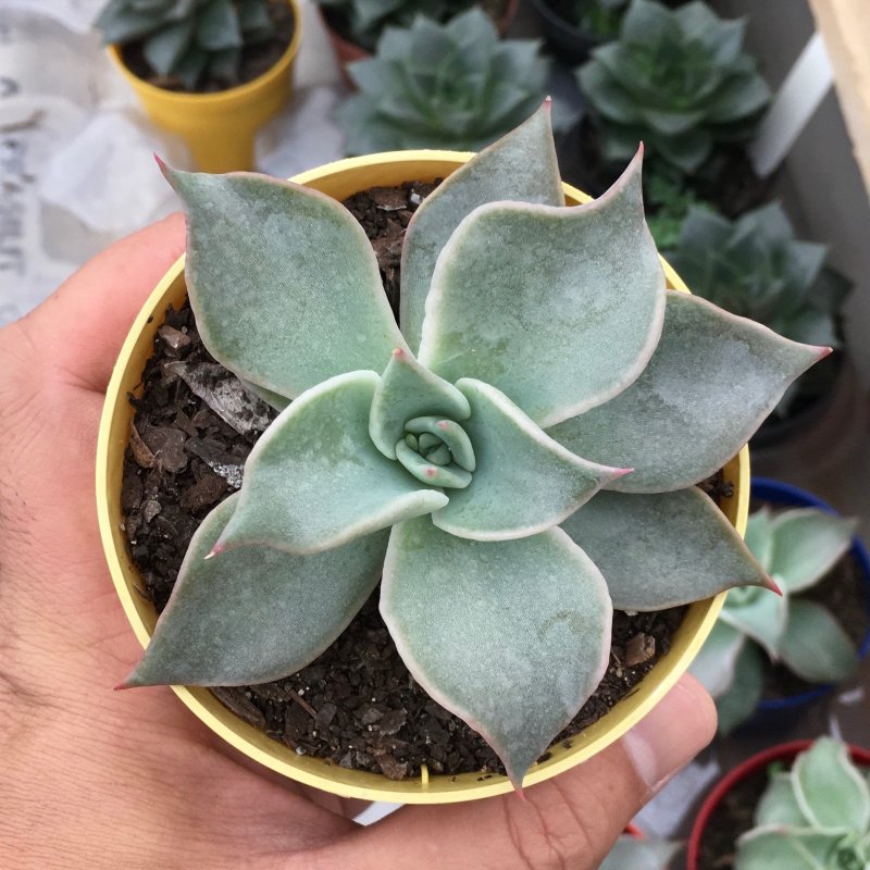 Echeveria Madiba