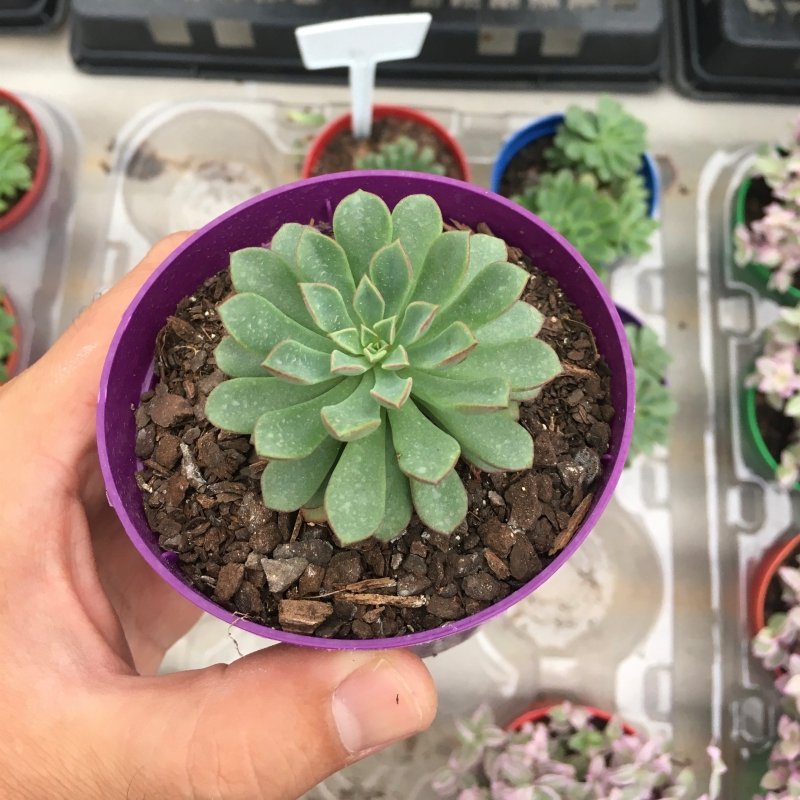 Echeveria Mebina