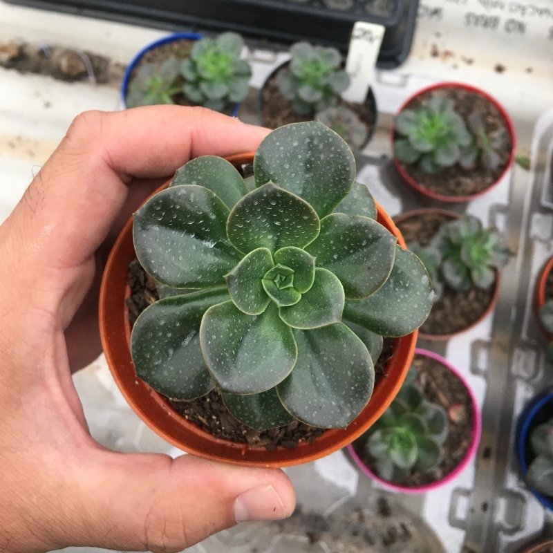 Echeveria Melaco