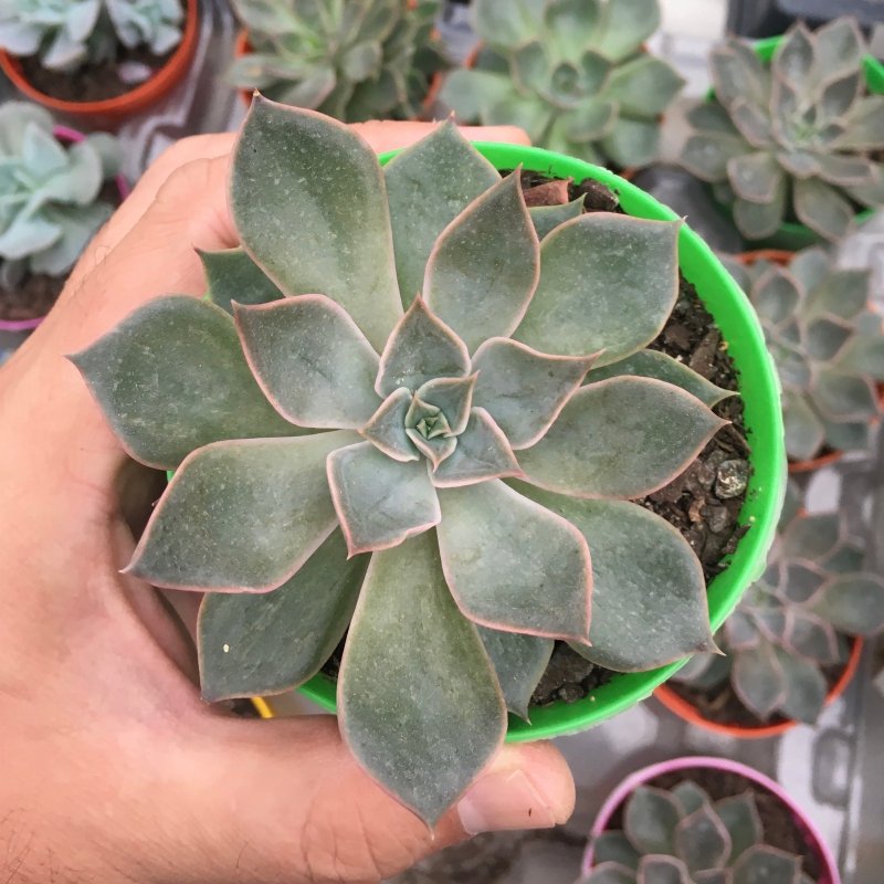 Echeveria Mensa