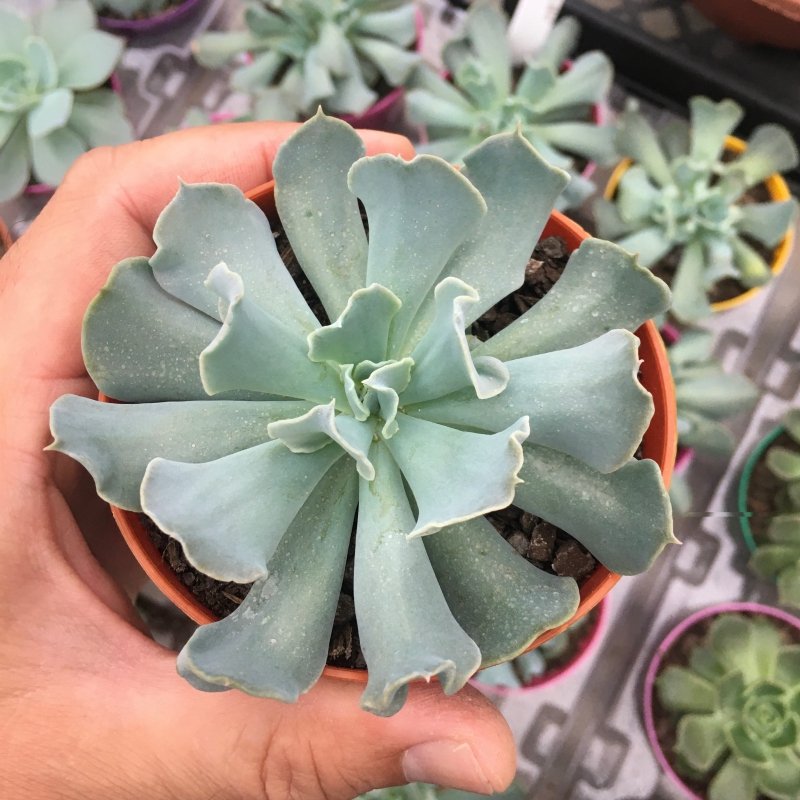 Echeveria Nichi