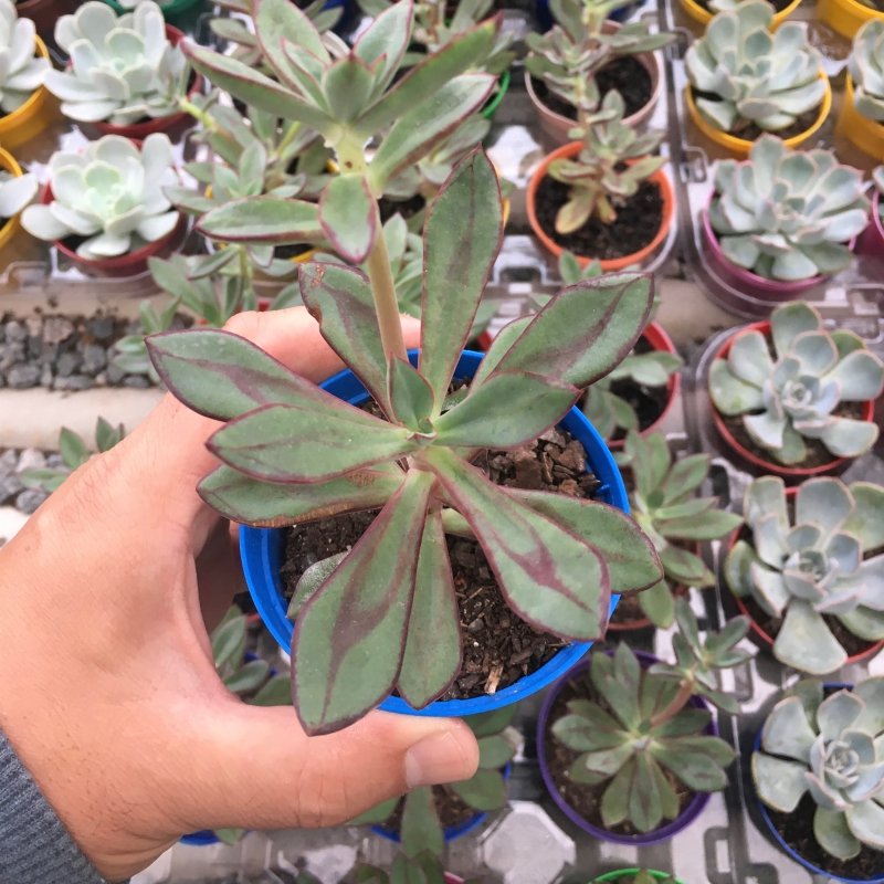 Echeveria Nodulosa