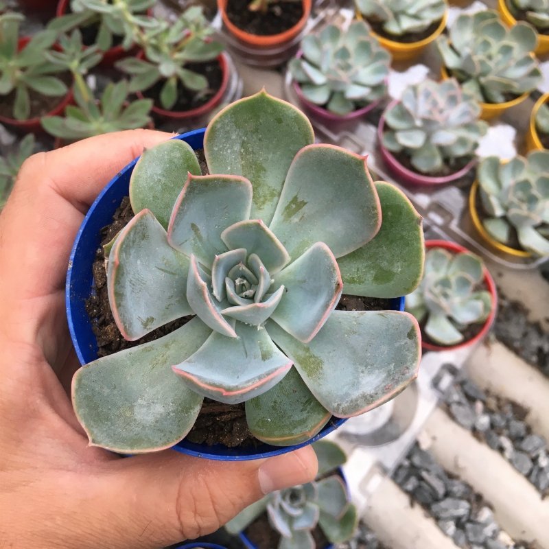 Echeveria Orion