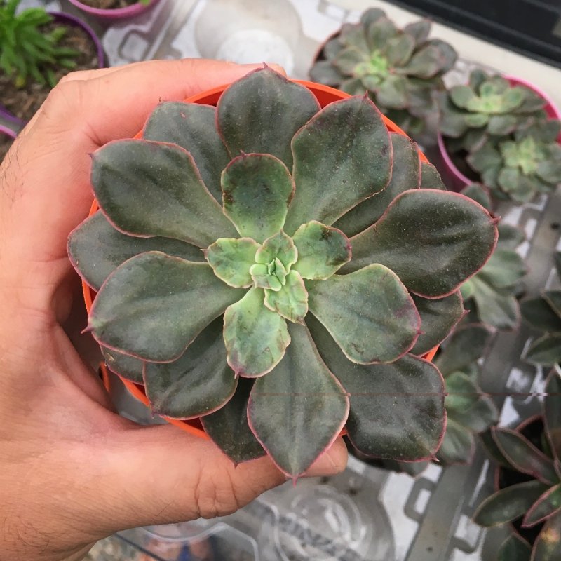 Echeveria Painted Frills