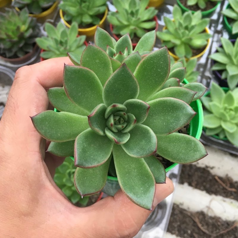 Echeveria Red Tips