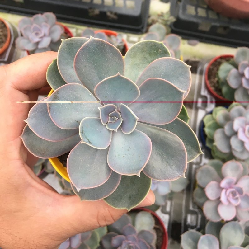 Echeveria Perle Von