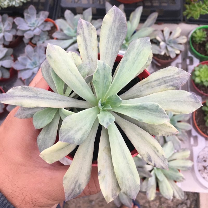 Echeveria Rippling Waters Variegata