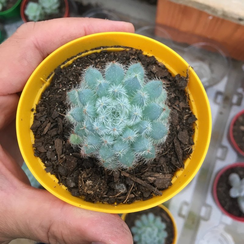 Echeveria Setosa Diminuta