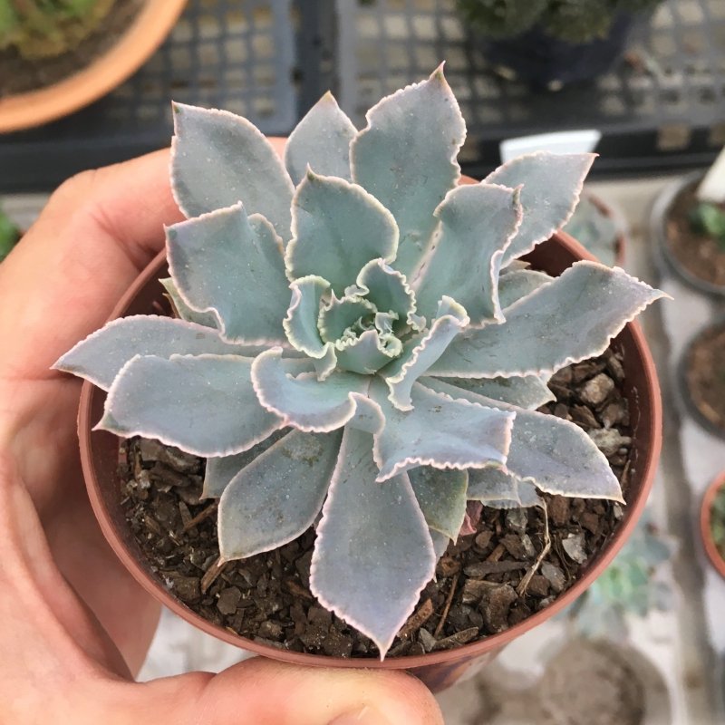 Echeveria Shaviana Pink