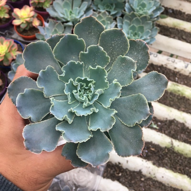 Echeveria Shaviana