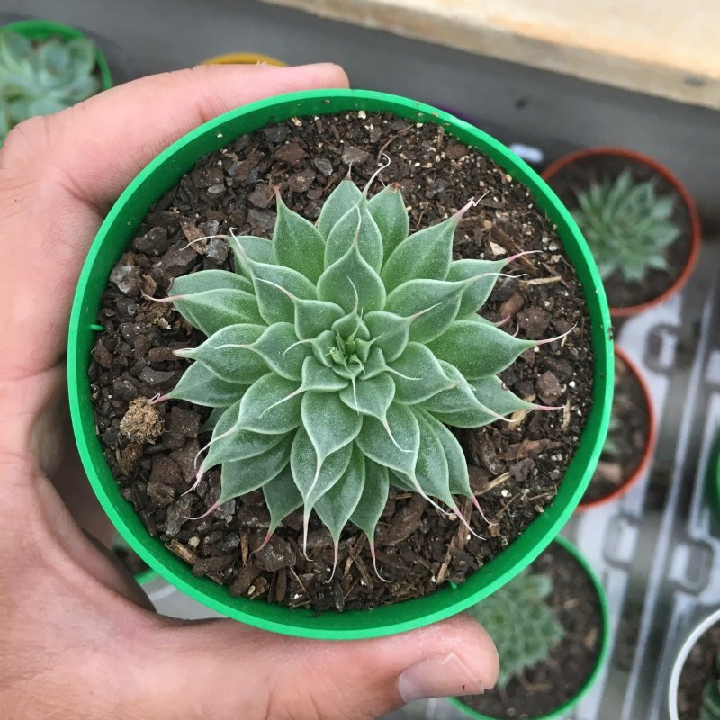 Echeveria Silver Stars