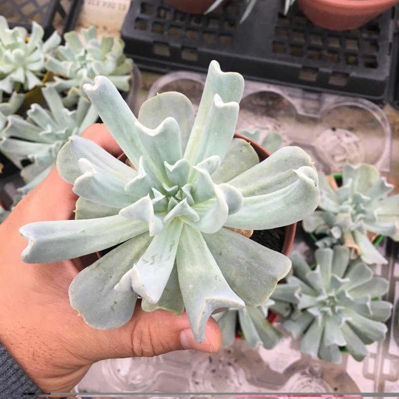 Echeveria Topsy Turvy