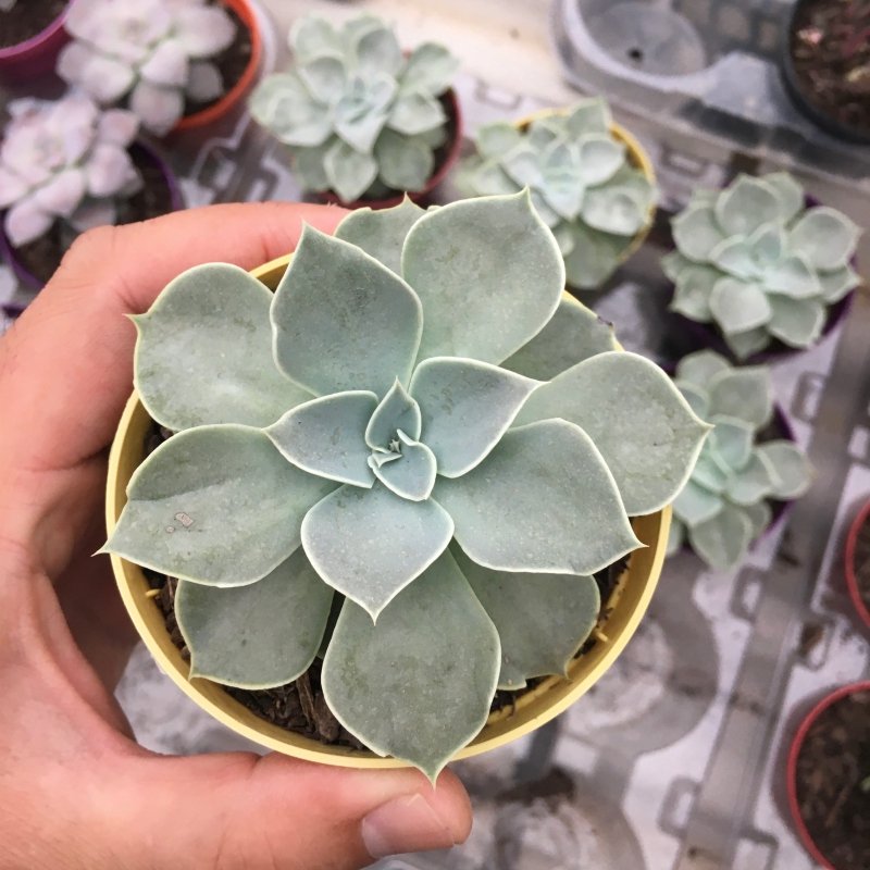 Echeveria White Prince