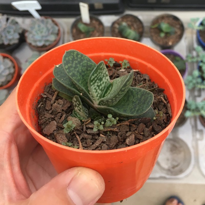 Gasteria