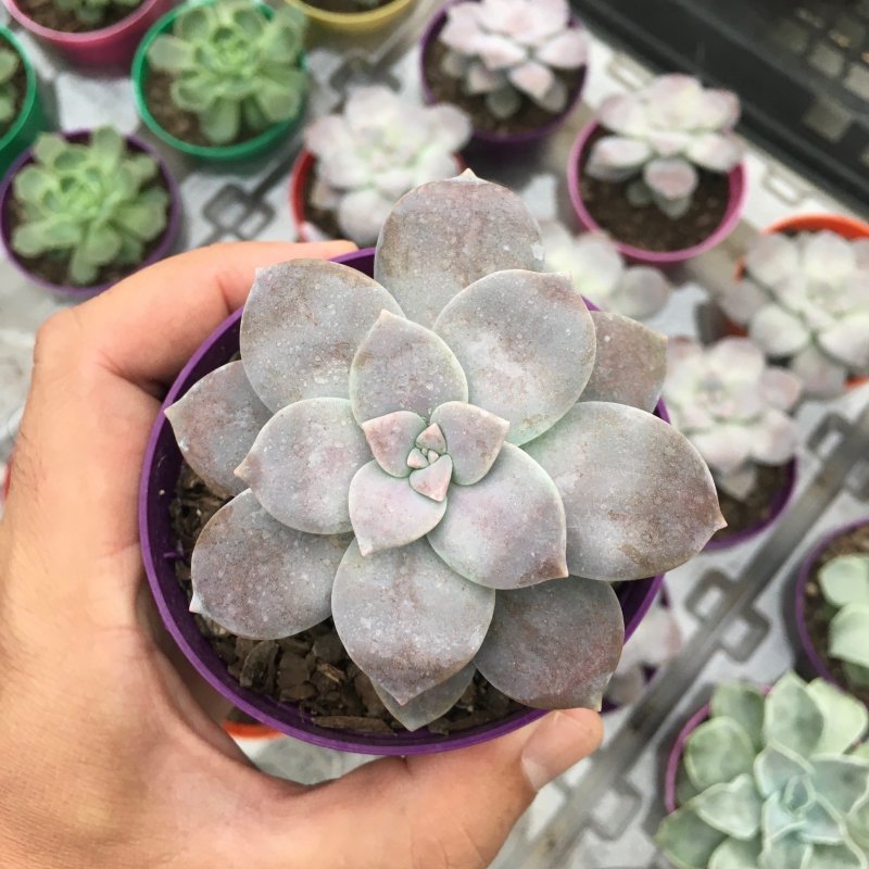 Graptopetalum Superbum