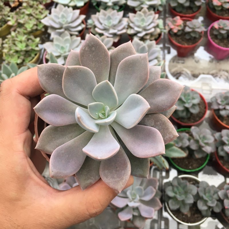 Graptoveria Debbie