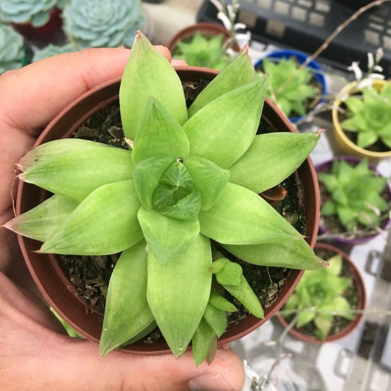 Haworthia Cymbiformis