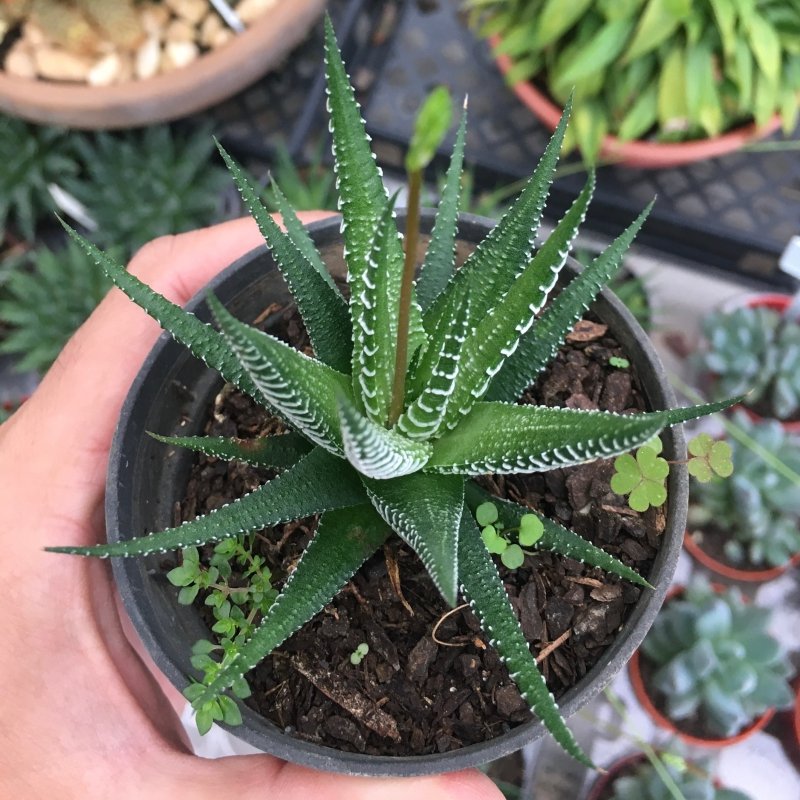 Haworthia Fasciata