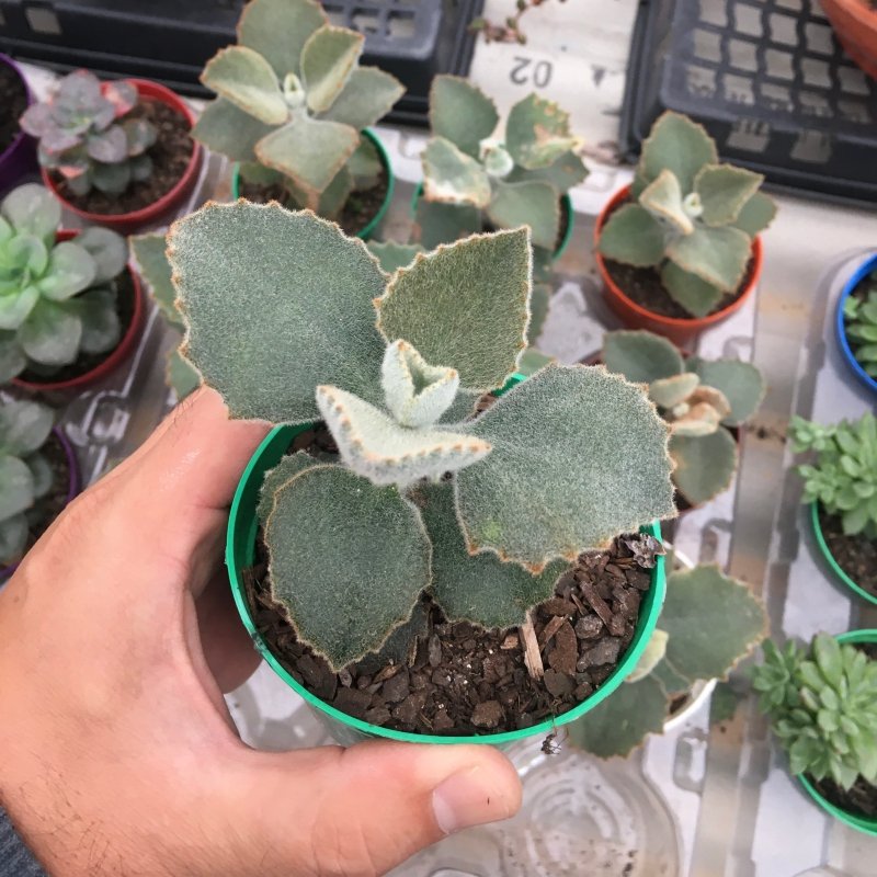 Kalanchoe Beharensis