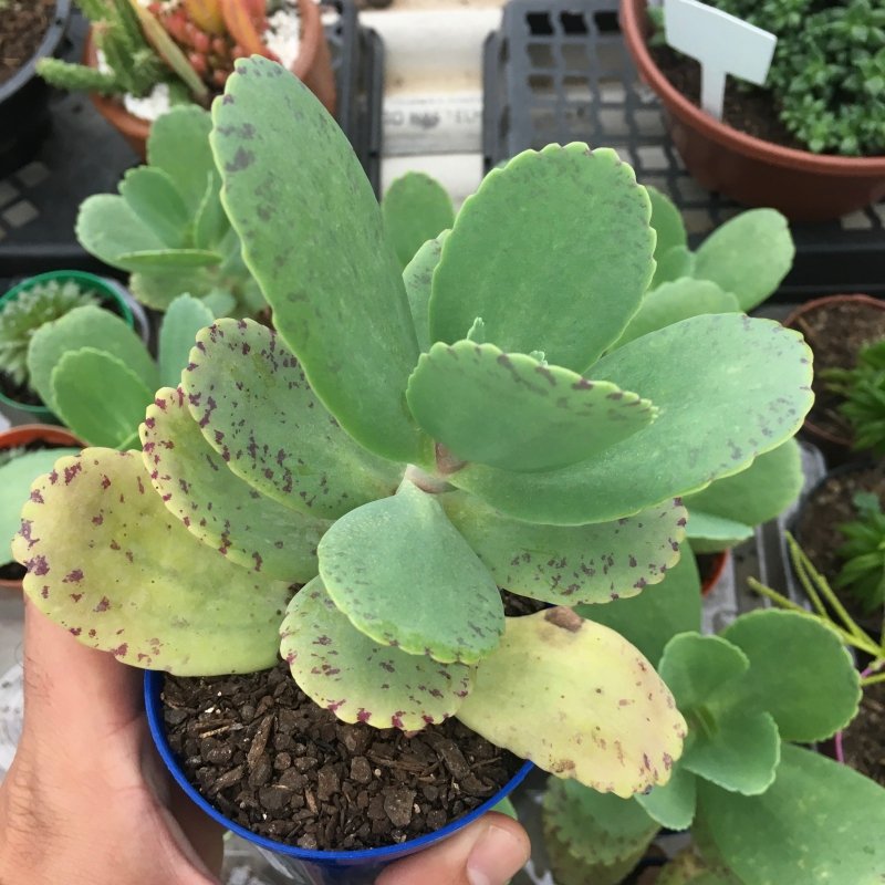 Kalanchoe Marmorata