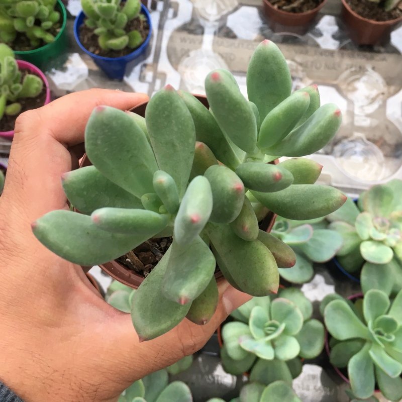 Pachyveria Dr Cornelius