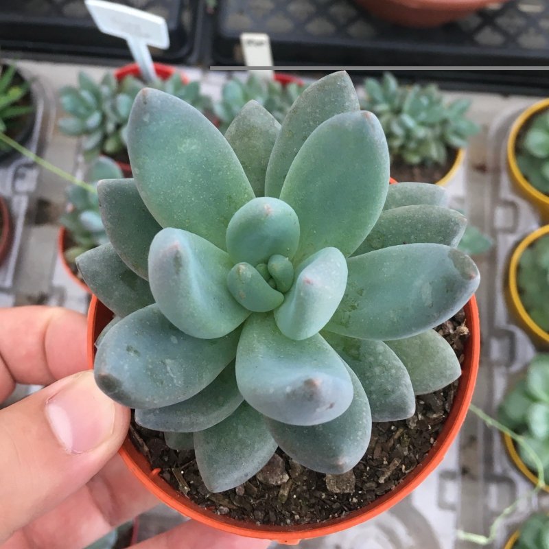 Sedeveria Blue Mist