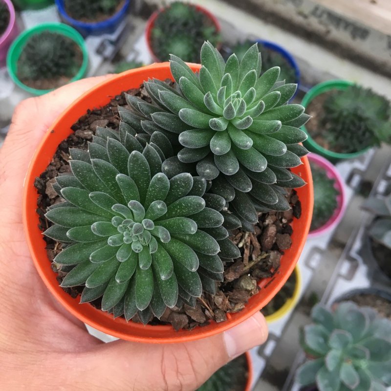 Sinocrassula Yunnanensis